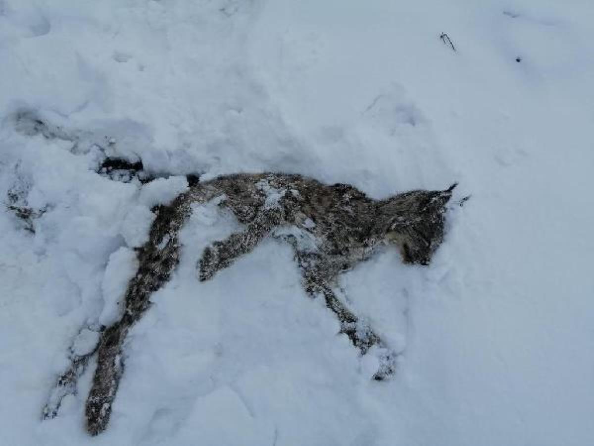 Adana'da, vaşak kar üzerinde ölü bulundu