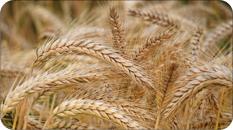 Korkut: Buğday Taban Fiyatı En Az 11 Lira Olmalı