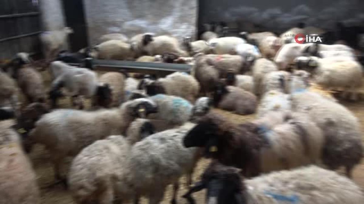 Son dakika haberleri... Aracılar koyunları ahırda tutup, fiyat yükseltiyor