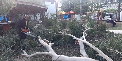 Kozan'da dün gece etkili olan fırtına ağaçları devirdi.